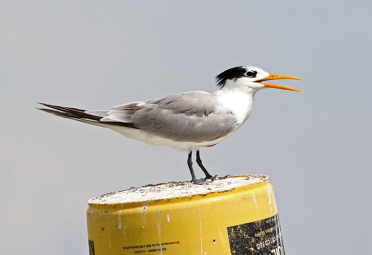 Lesser Crested Tern - Dave Bakewell