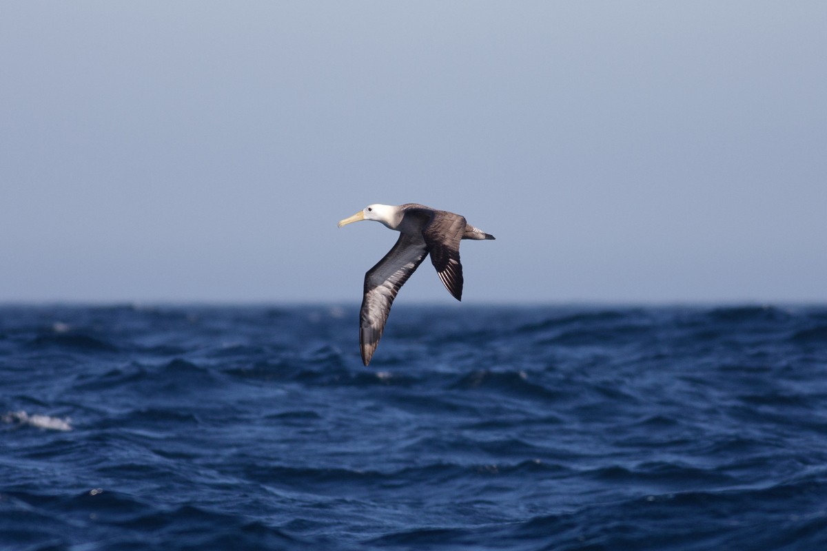Waved Albatross - Raphael Lebrun