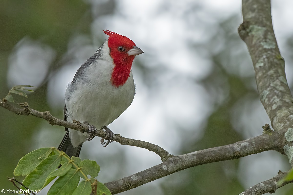 Red-crested Cardinal - ML124687751