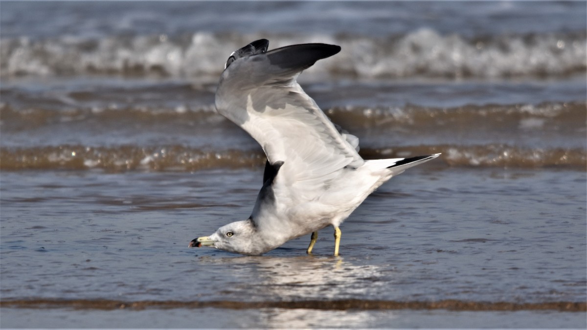Black-tailed Gull - Steve Bale