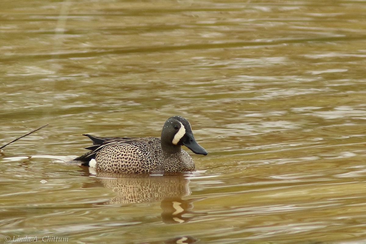 Blue-winged Teal - ML124697881
