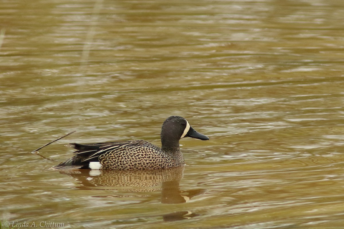 Blue-winged Teal - ML124697891