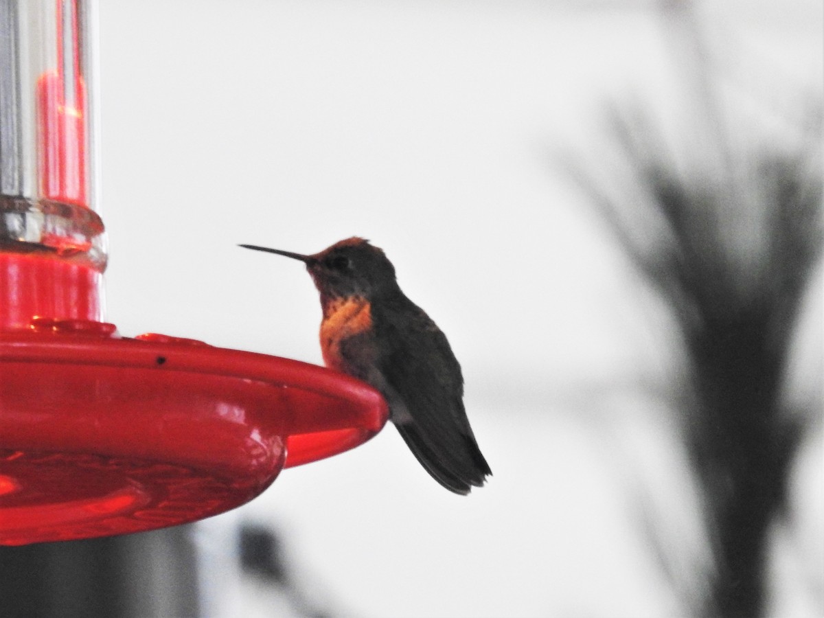 Calliope Hummingbird - Donald A. Sutherland