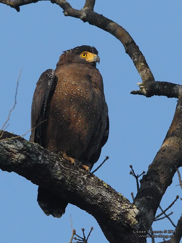 Crested Serpent-Eagle - ML124701241
