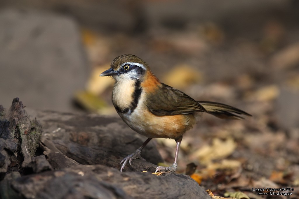 Lesser Necklaced Laughingthrush - ML124701361
