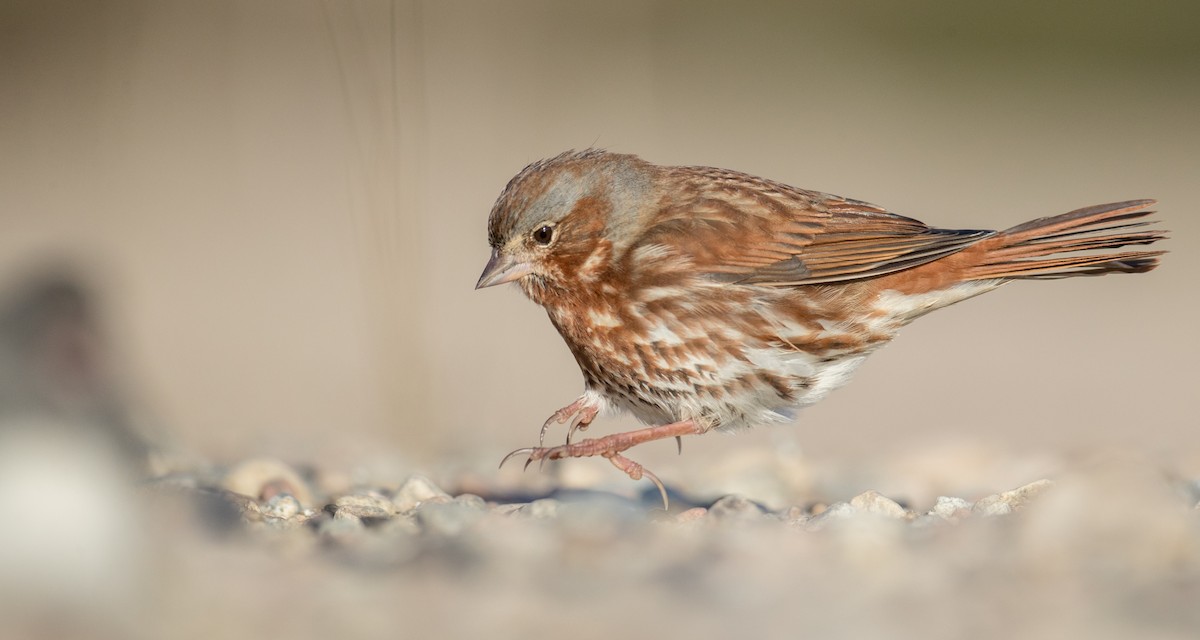 Fox Sparrow (Red) - ML124705581