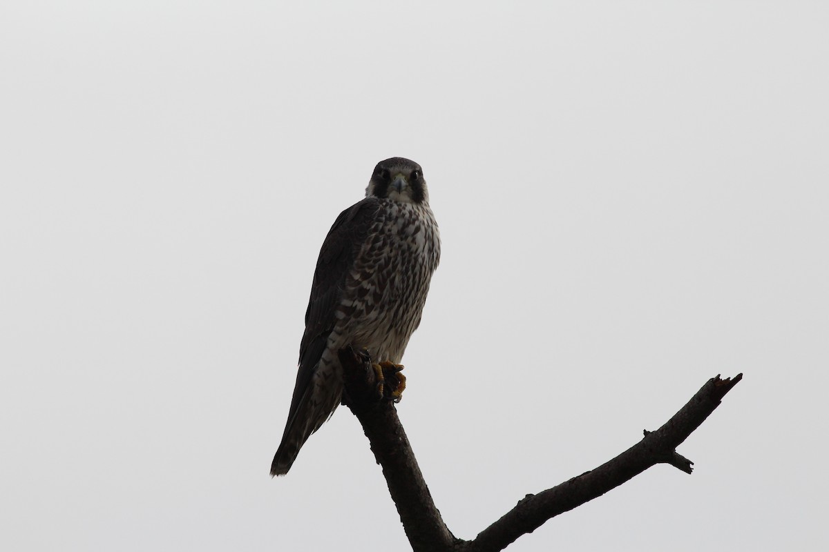 Peregrine Falcon (North American) - Sequoia Wrens