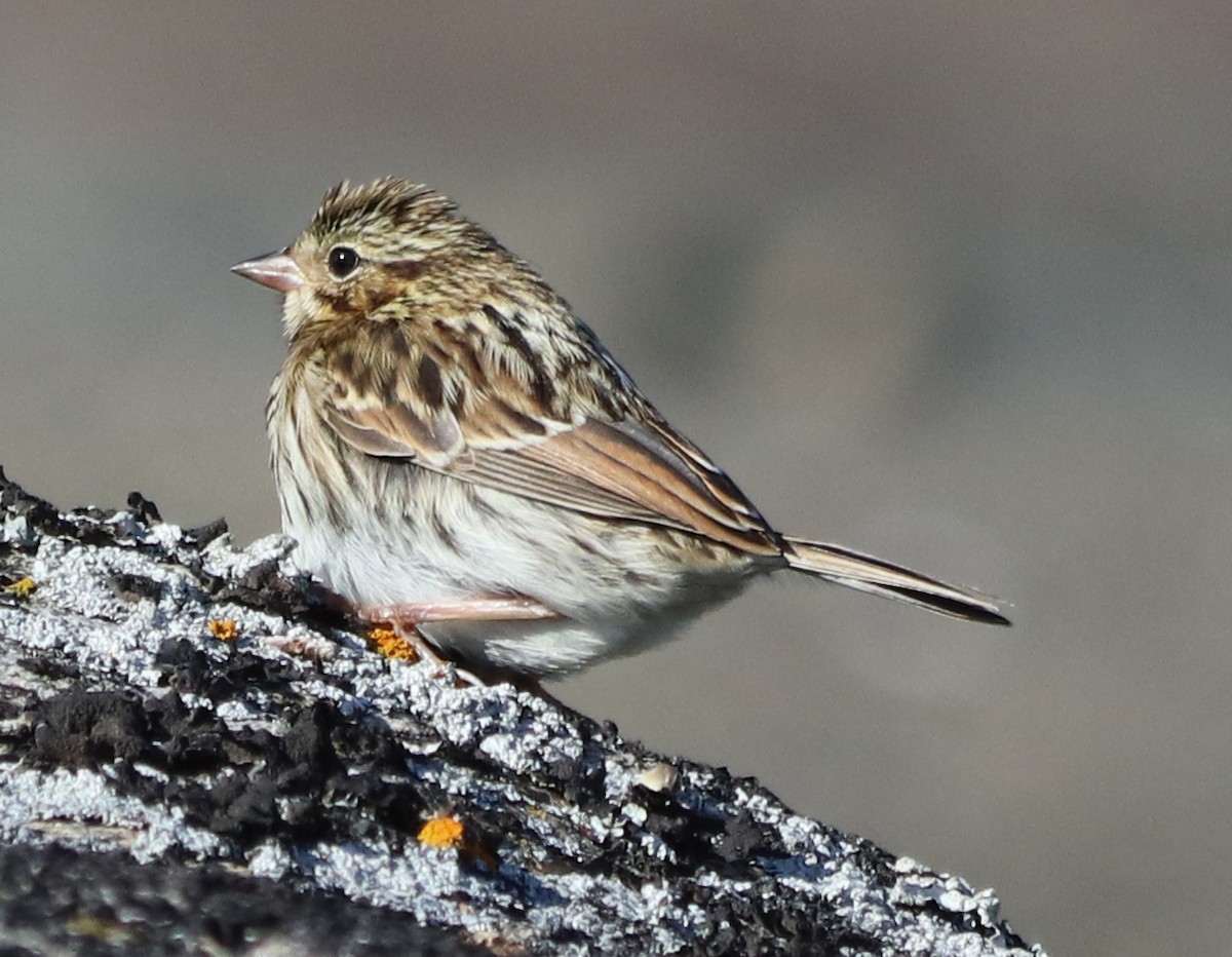 Savannah Sparrow - ML124706351