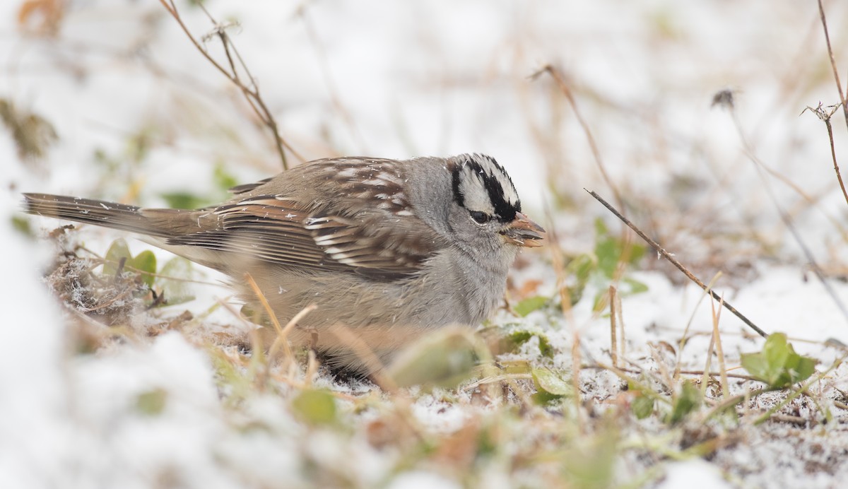White-crowned Sparrow (leucophrys) - ML124709421