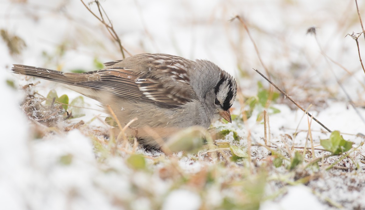 White-crowned Sparrow (leucophrys) - ML124709431