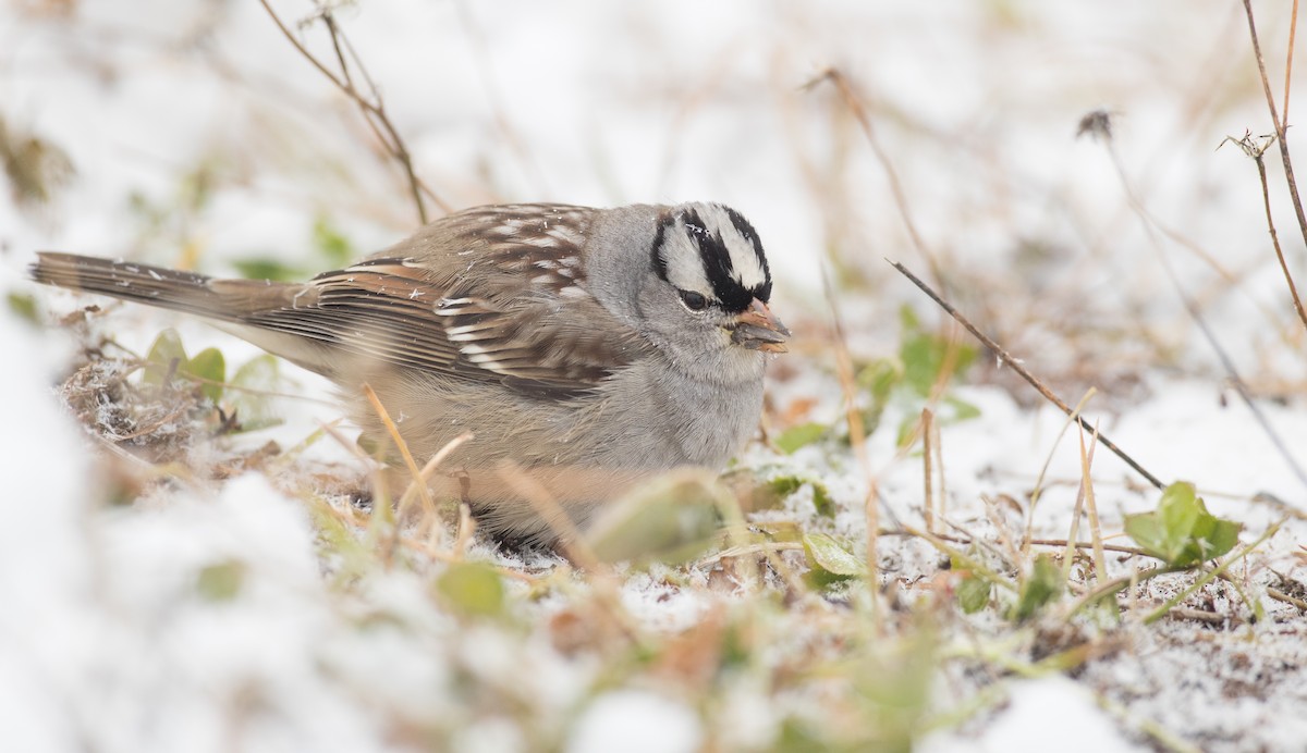 White-crowned Sparrow (leucophrys) - ML124709451