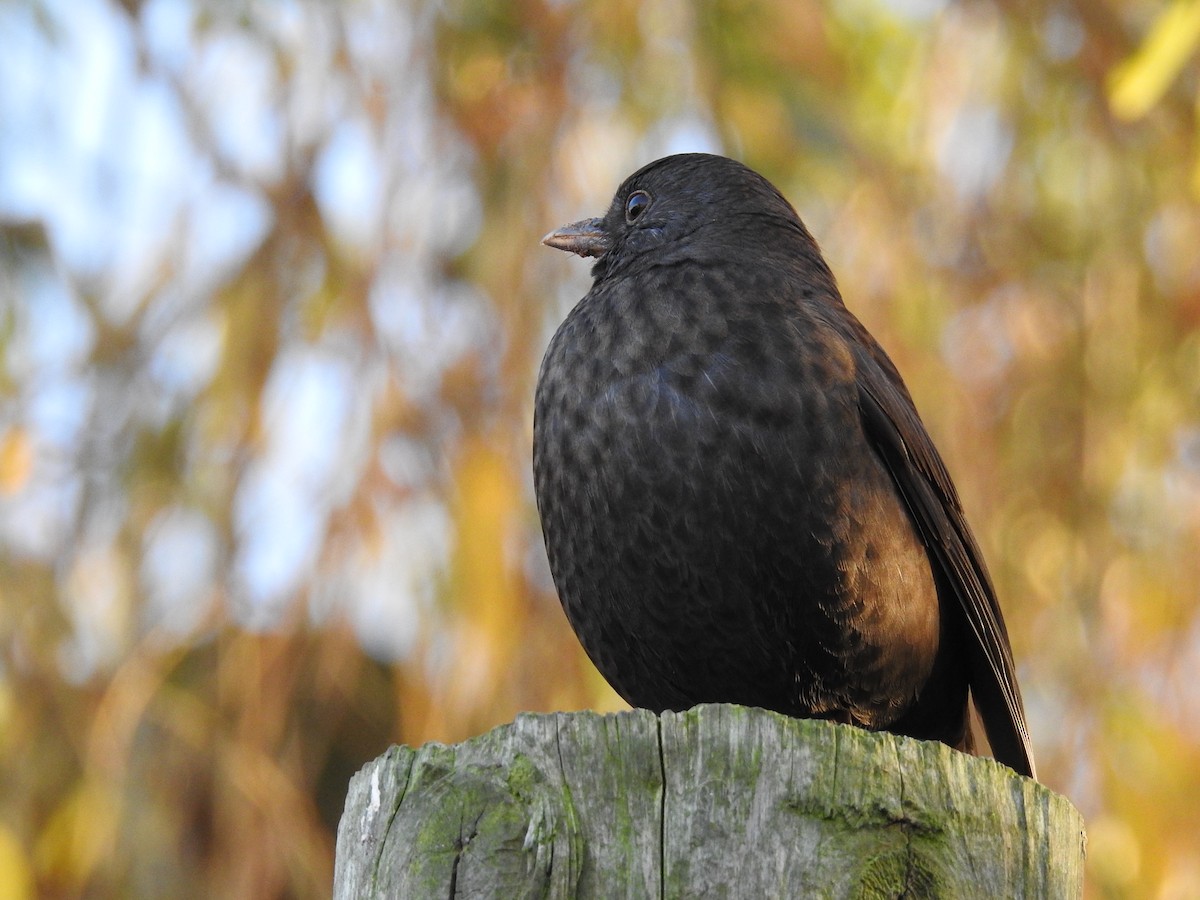 Eurasian Blackbird - Aparajita Datta