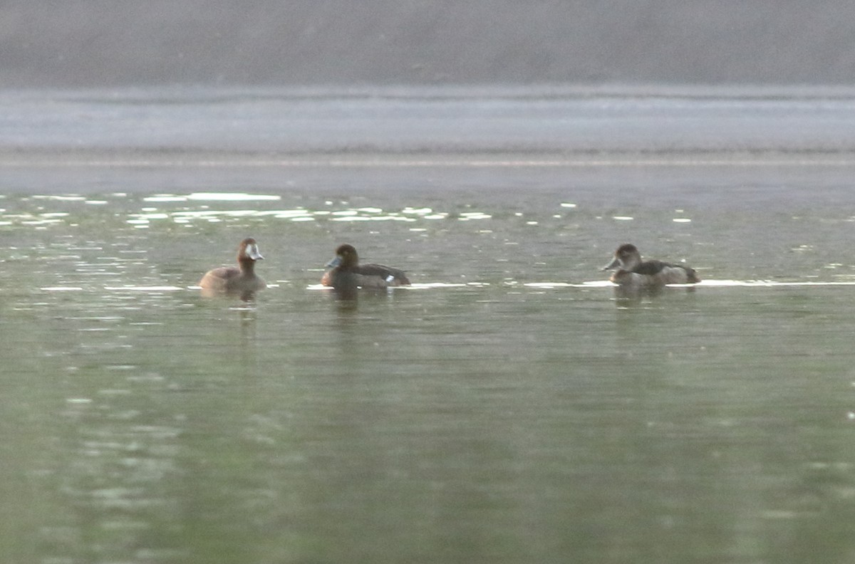Greater Scaup - ML124714561