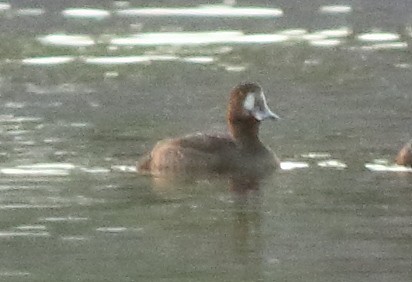Greater Scaup - ML124714581