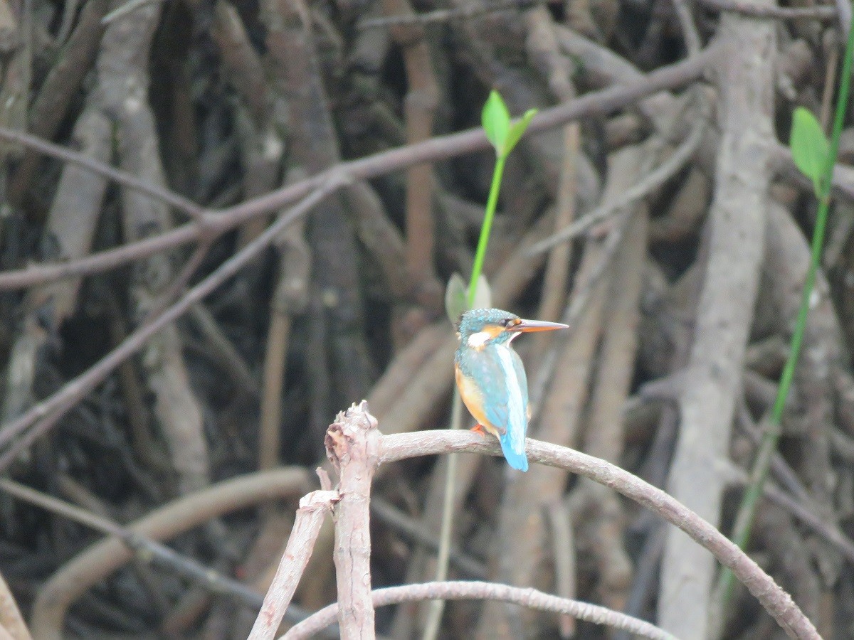 Common Kingfisher - ML124715111