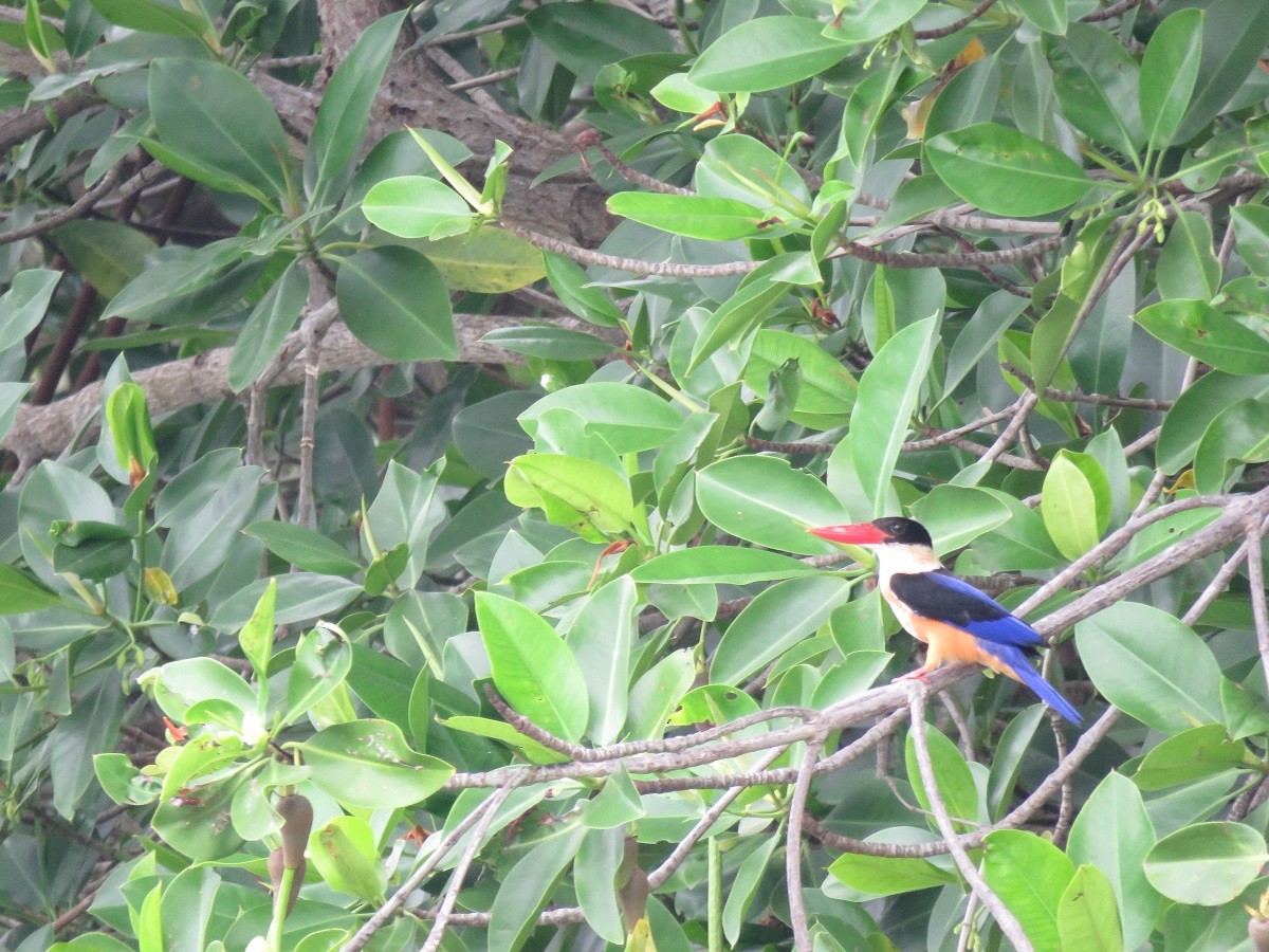Black-capped Kingfisher - ML124715151