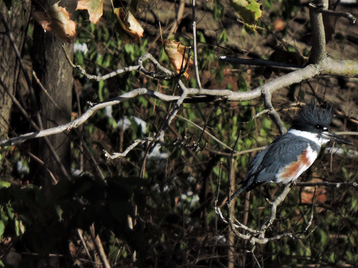 Belted Kingfisher - ML124716641