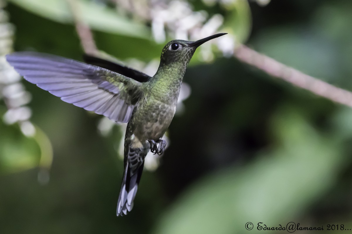 Scaly-breasted Hummingbird - Jorge Eduardo Ruano