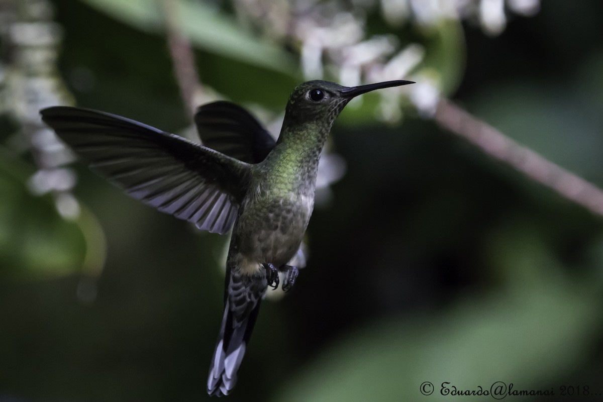 Scaly-breasted Hummingbird - Jorge Eduardo Ruano
