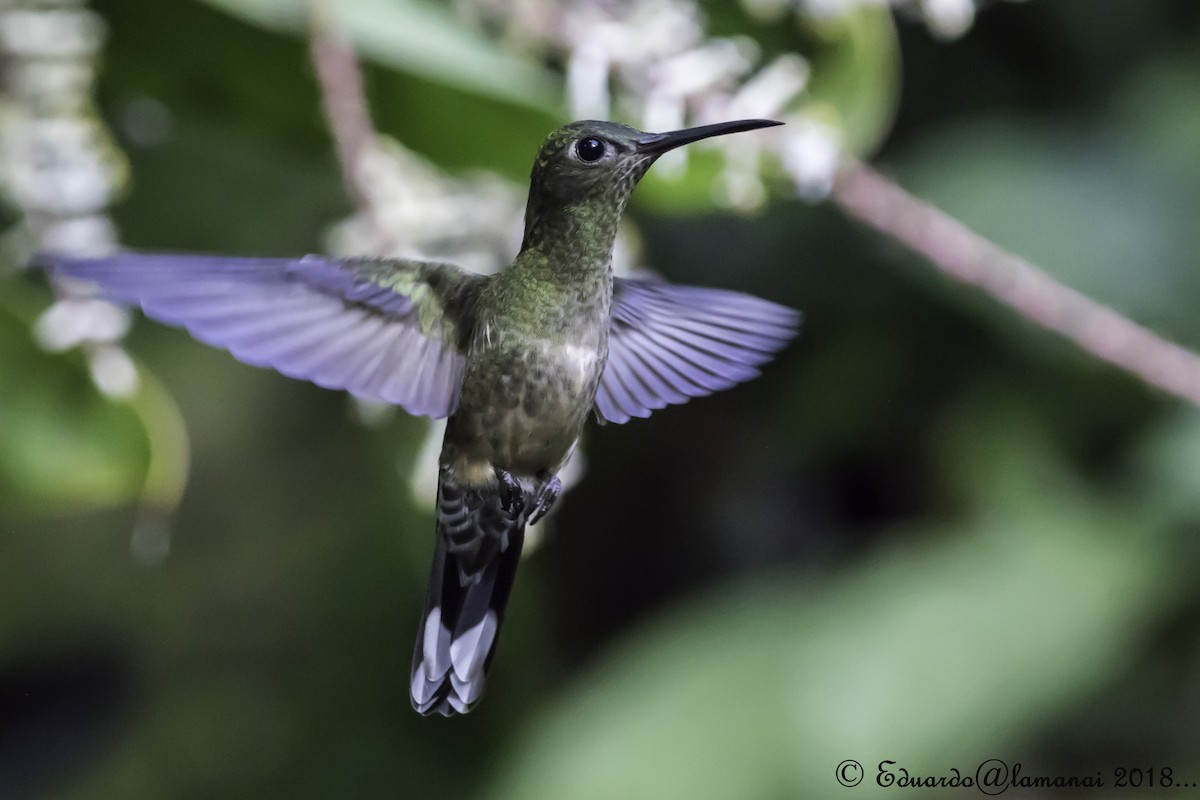 Scaly-breasted Hummingbird - ML124716681