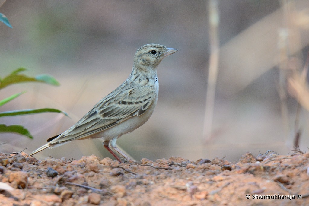 Mongolian Short-toed Lark - Shanmukharaja Muroor