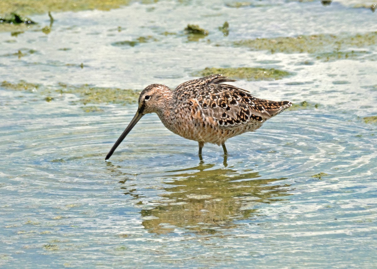 Long-billed Dowitcher - ML124717811