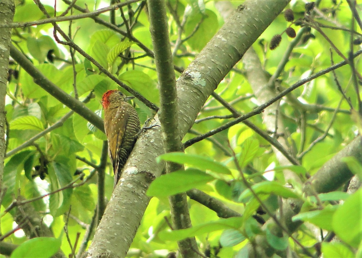 Dot-fronted Woodpecker - ML124720391