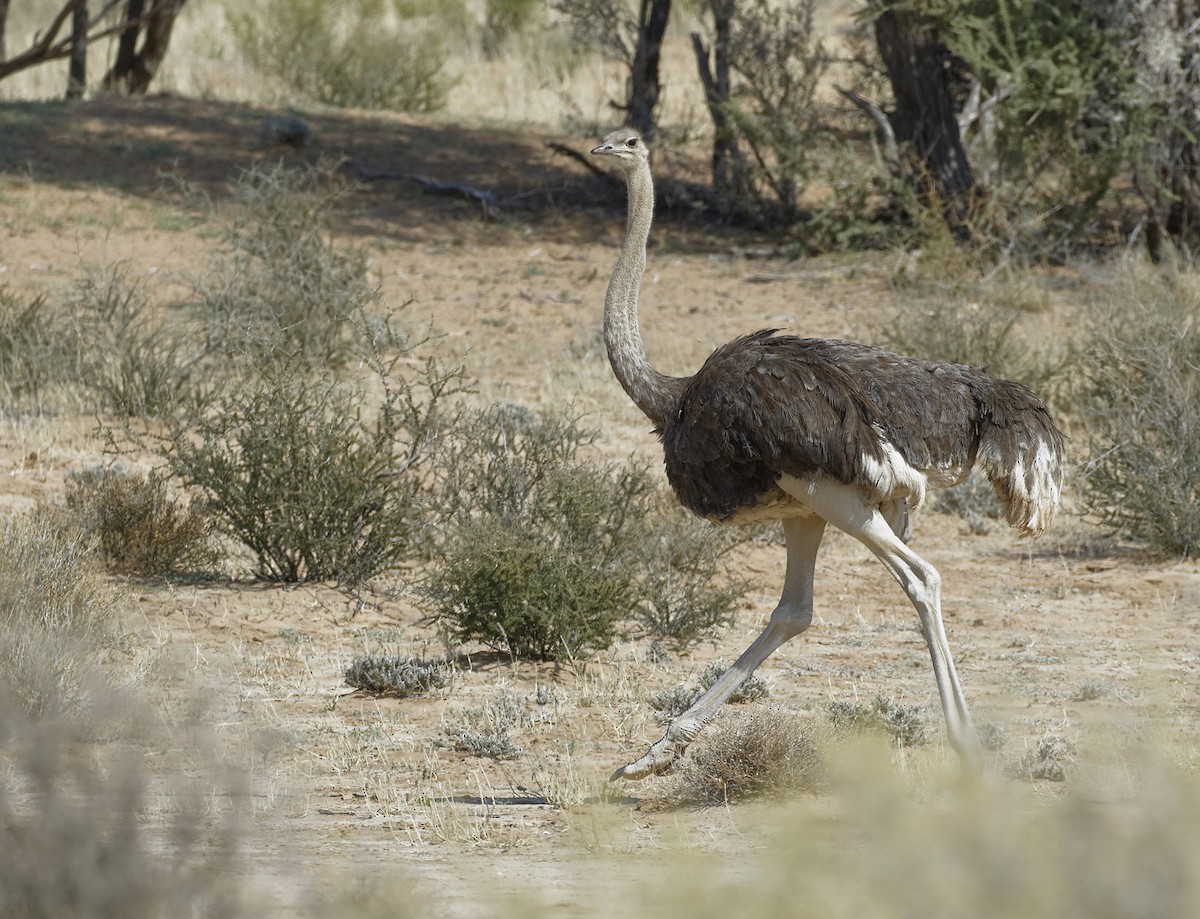 Common Ostrich - ML124722021