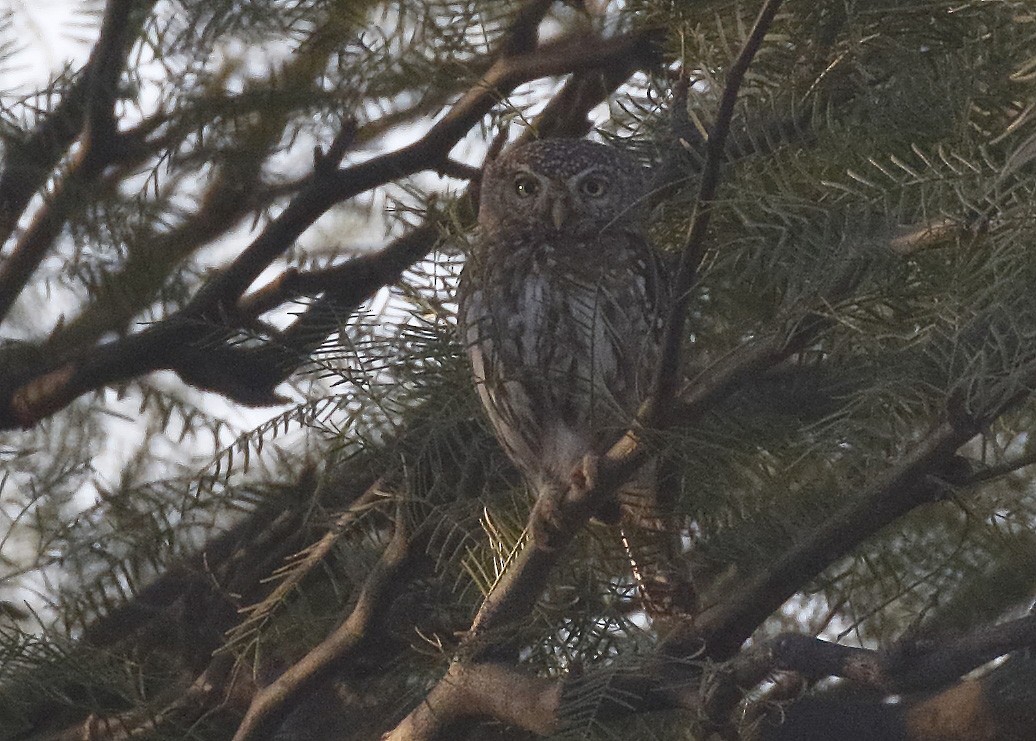 Pearl-spotted Owlet - ML124722101