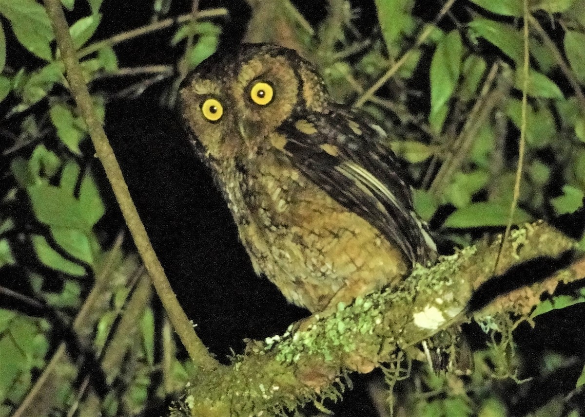 Montane Forest Screech-Owl - ML124722181