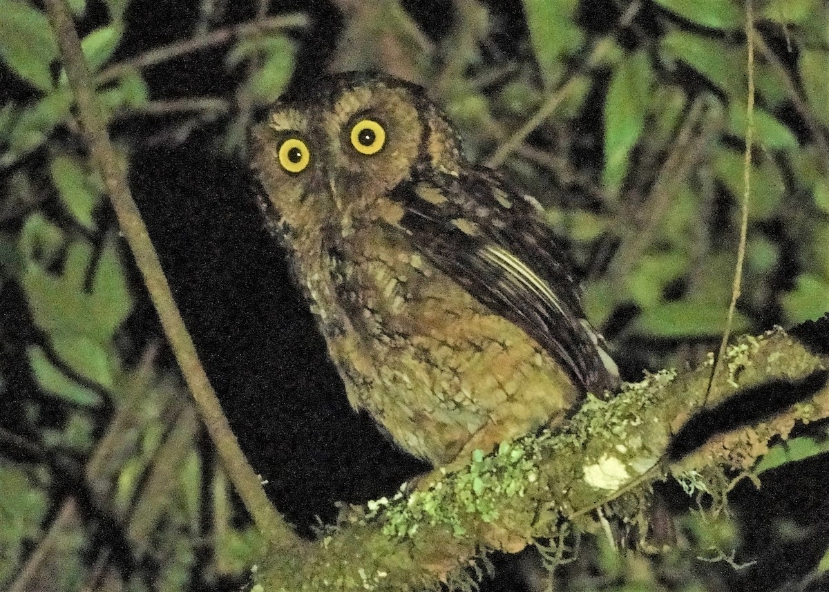 Montane Forest Screech-Owl - ML124722191