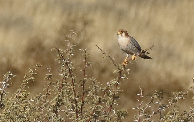 Red-necked Falcon (African) - ML124722291