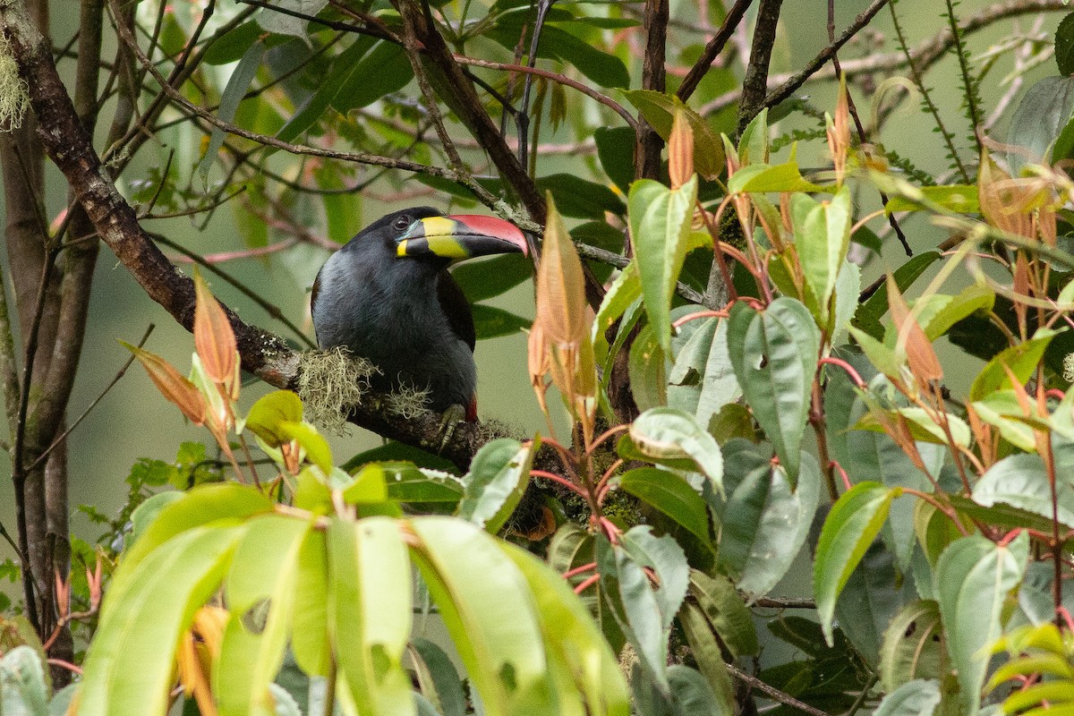 Gray-breasted Mountain-Toucan - ML124723051