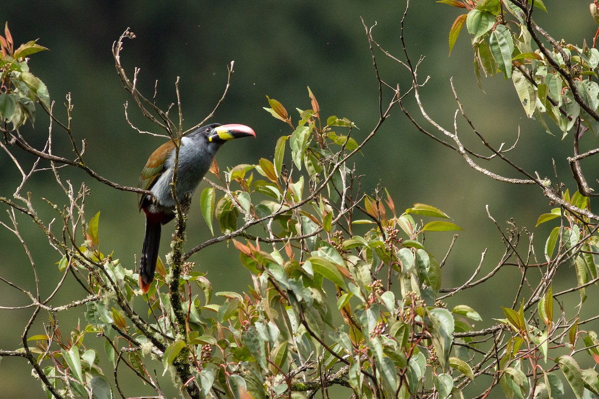 Gray-breasted Mountain-Toucan - Angus Pritchard