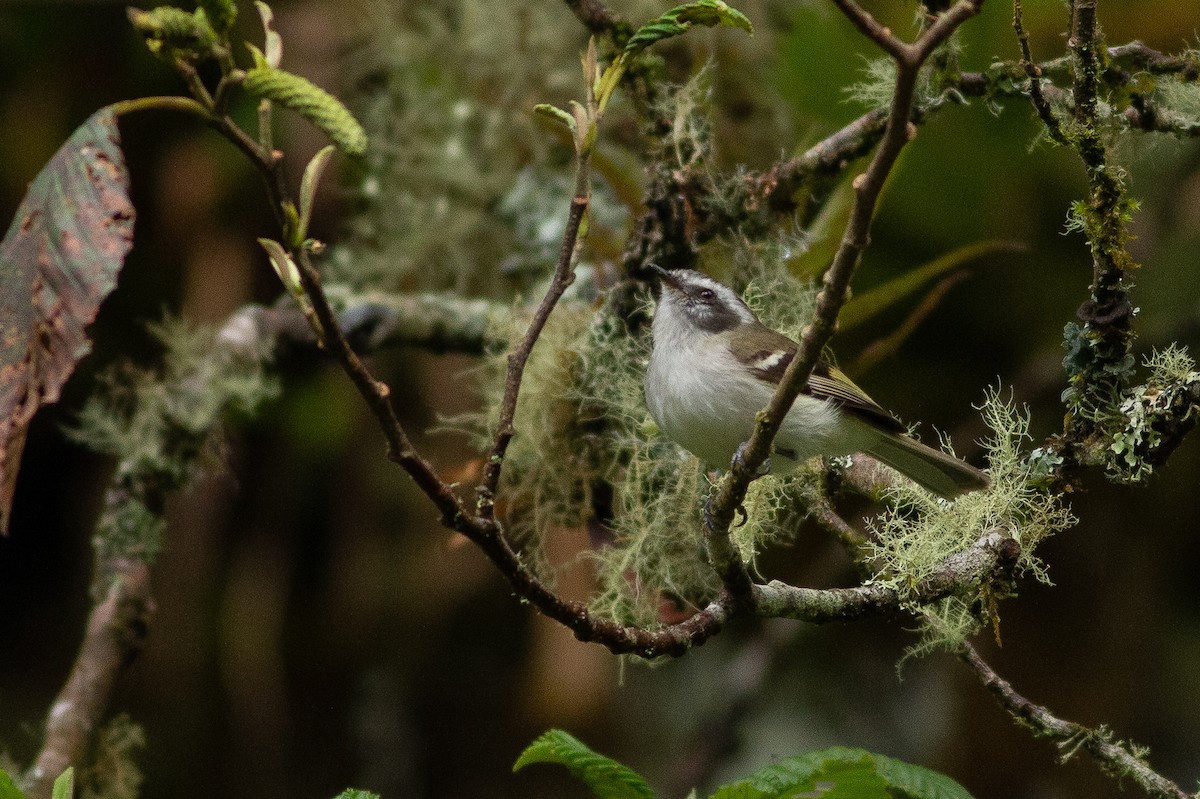 White-banded Tyrannulet - Angus Pritchard