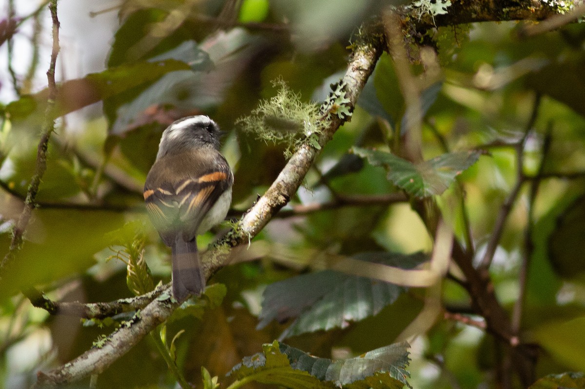 Rufous-breasted Chat-Tyrant - ML124723251