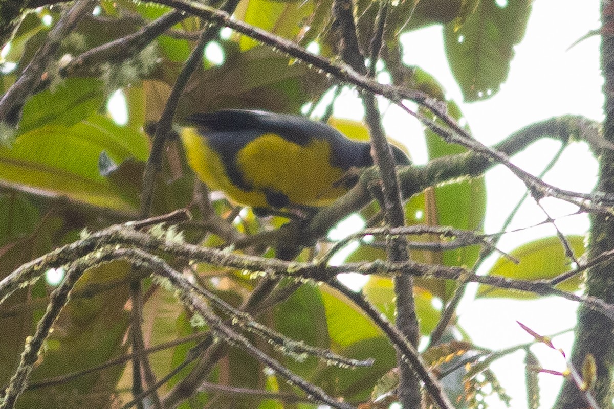 Hooded Mountain Tanager - Angus Pritchard