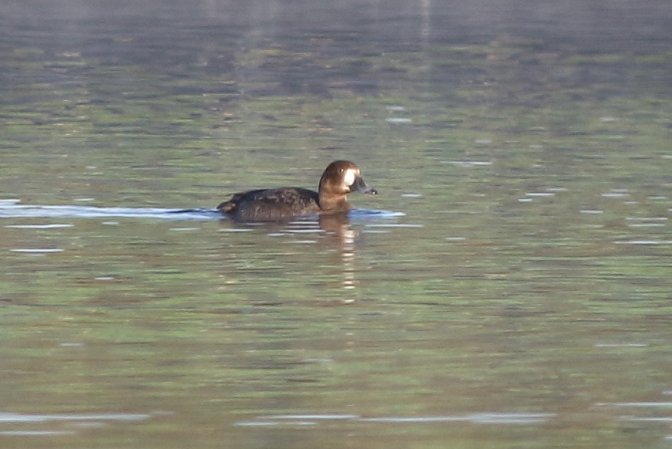 Greater Scaup - ML124725221