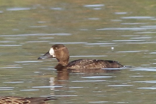 Greater Scaup - ML124725231