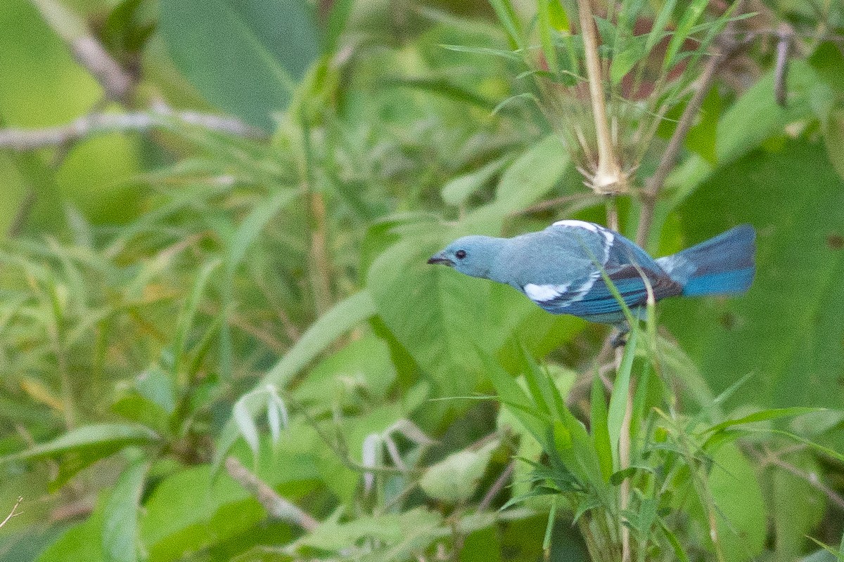 Blue-gray Tanager (White-edged) - Angus Pritchard