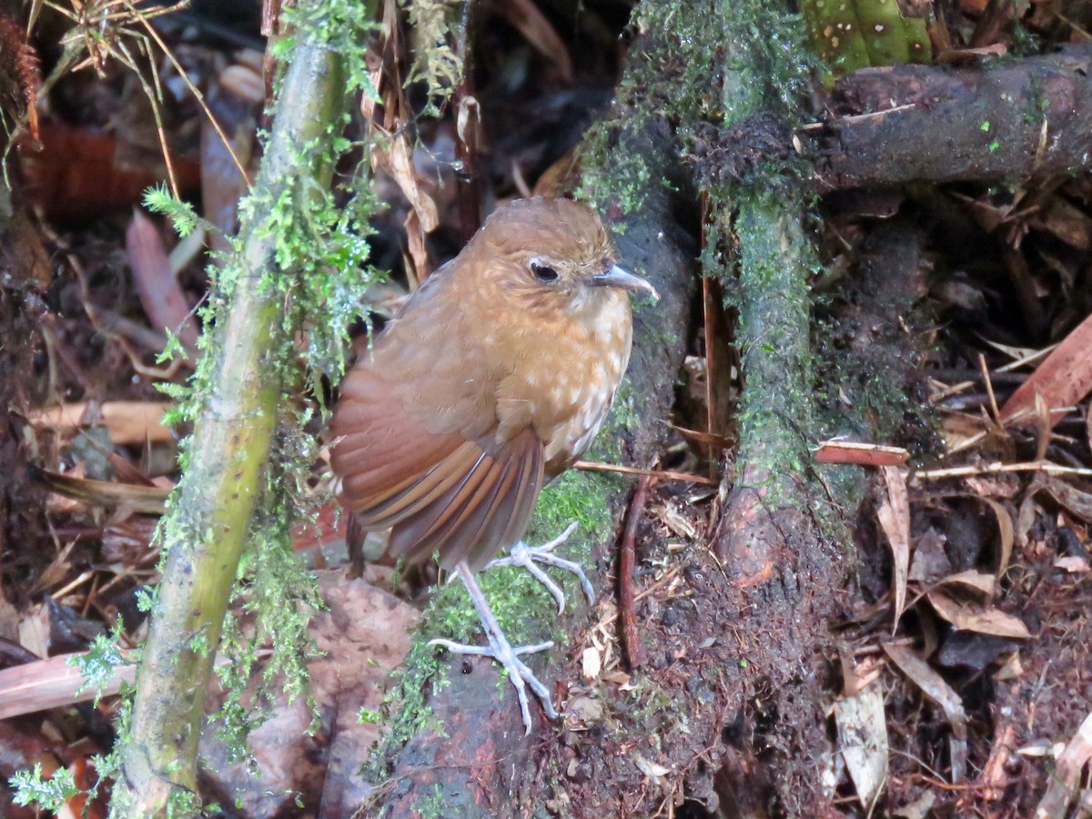 Brown-banded Antpitta - ML124734031