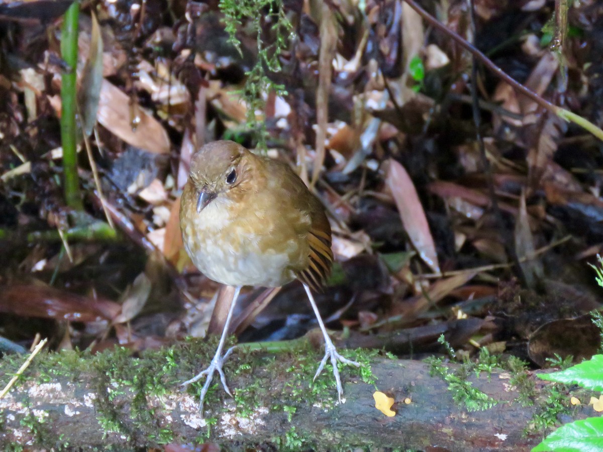 Brown-banded Antpitta - ML124734071