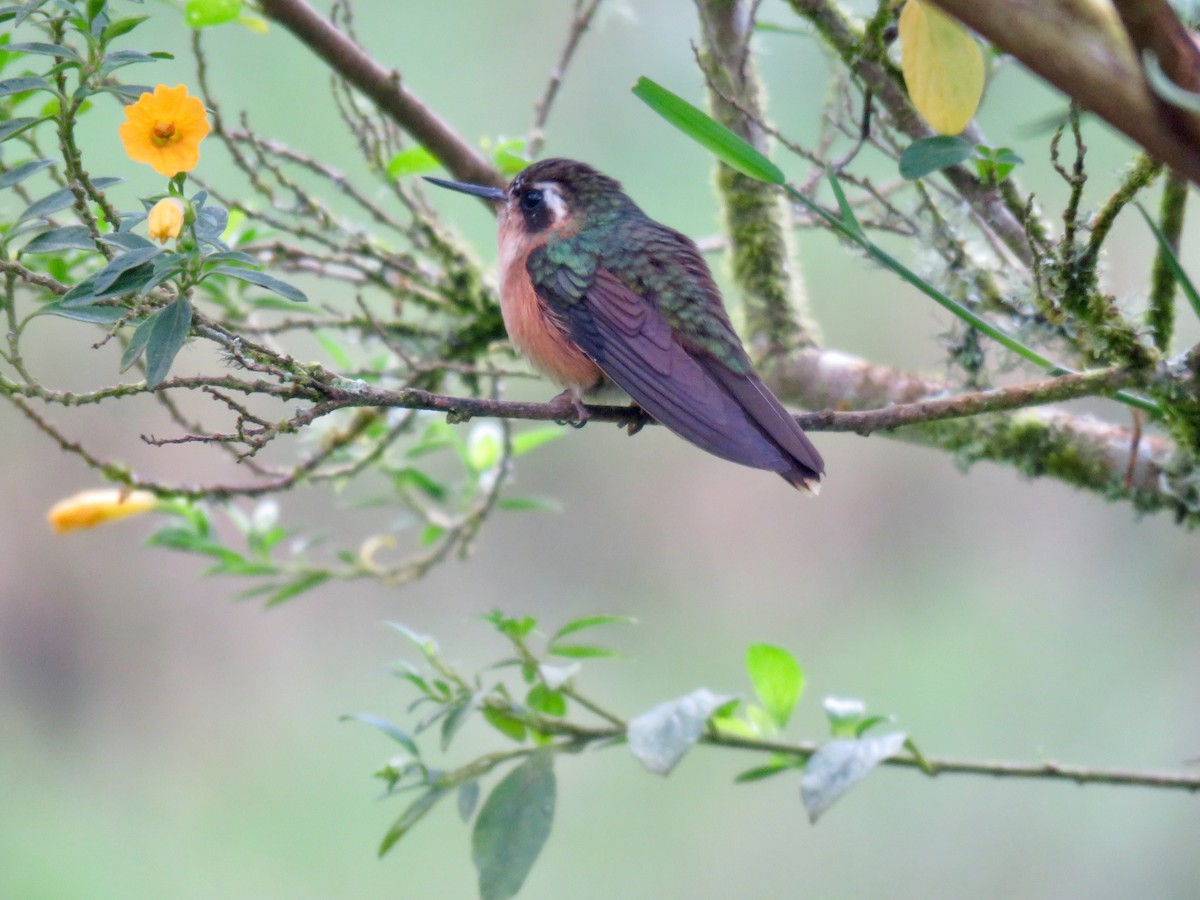 Speckled Hummingbird - ML124734891