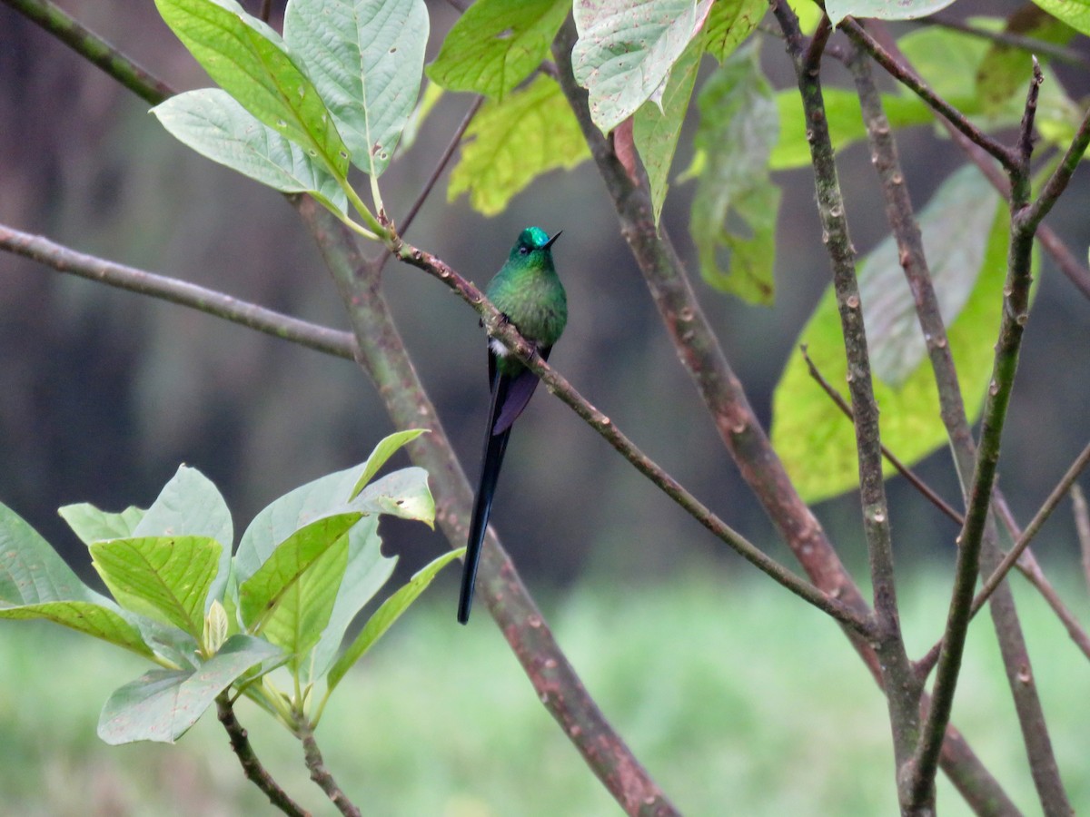 Long-tailed Sylph - ML124734941