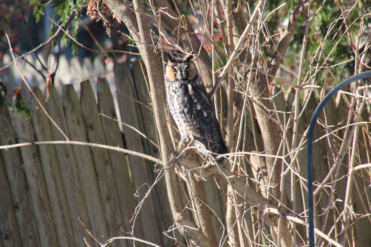 Long-eared Owl - ML124735841