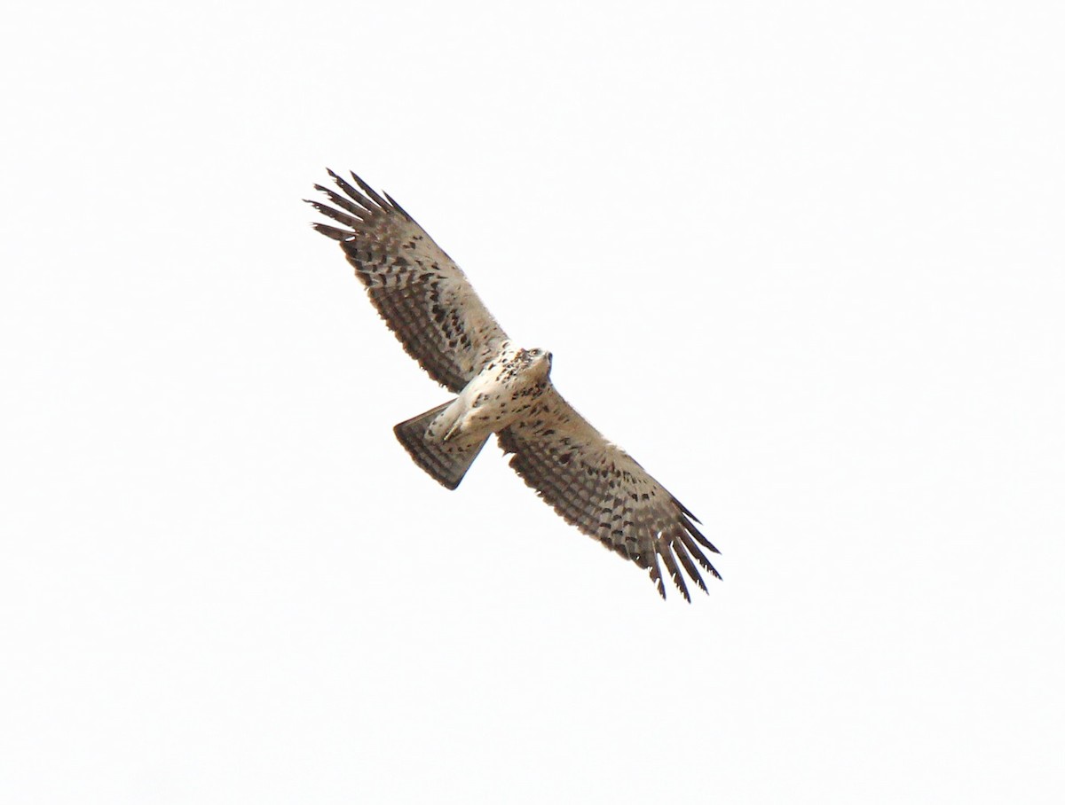African Hawk-Eagle - Andrey Vlasenko
