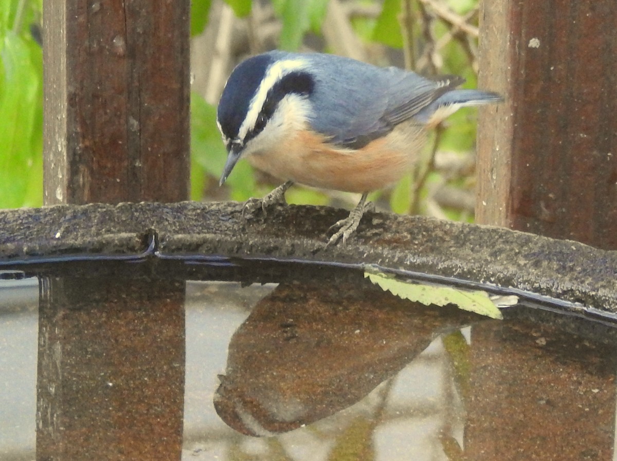 Red-breasted Nuthatch - ML124738521