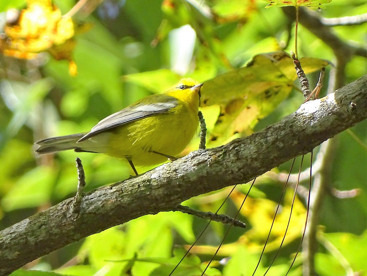 Blue-winged Warbler - Alfonso Auerbach