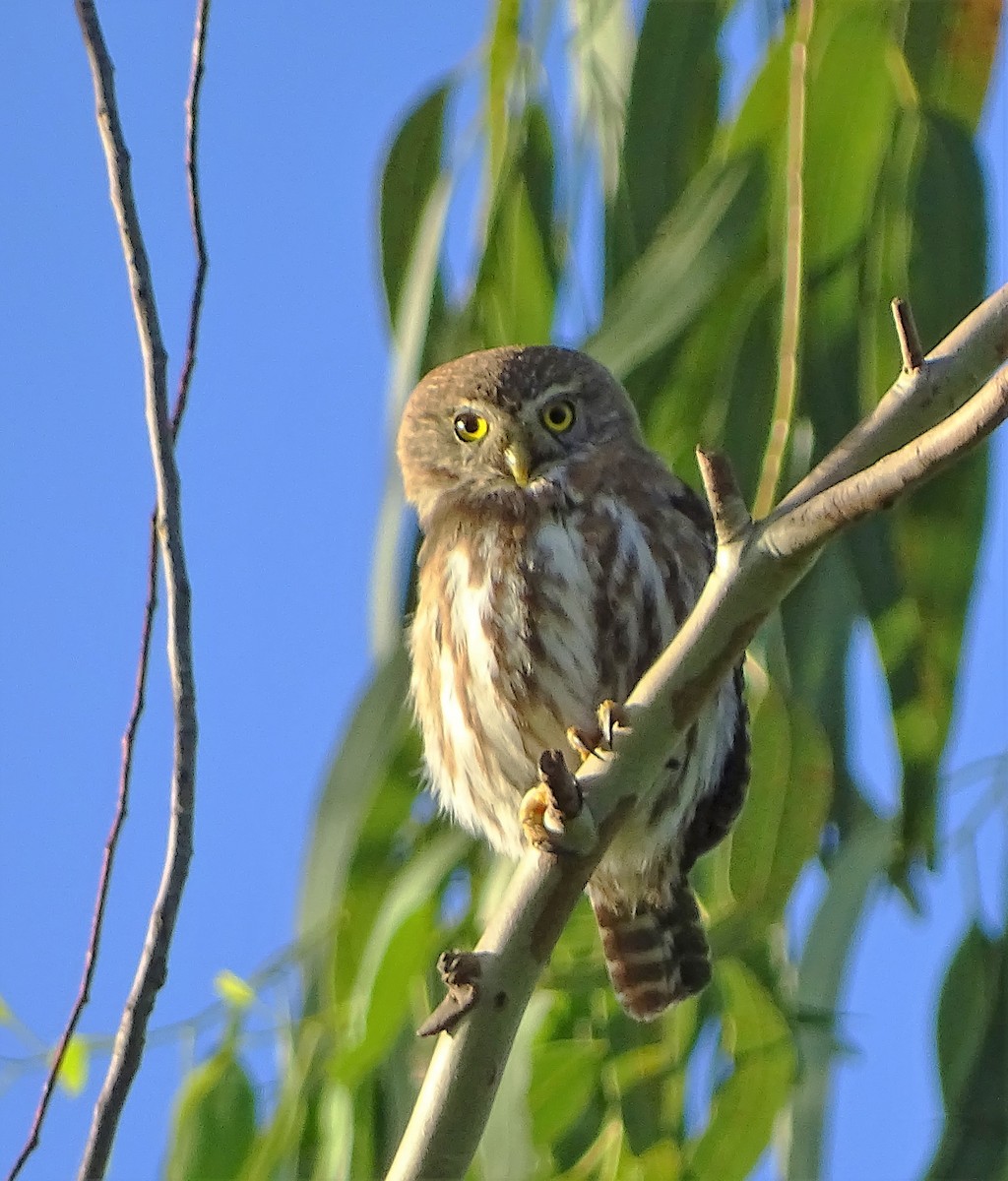 Ferruginous Pygmy-Owl - Alfonso Auerbach