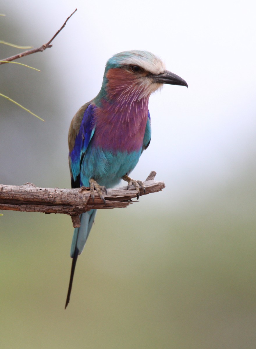 Lilac-breasted Roller - Andrey Vlasenko